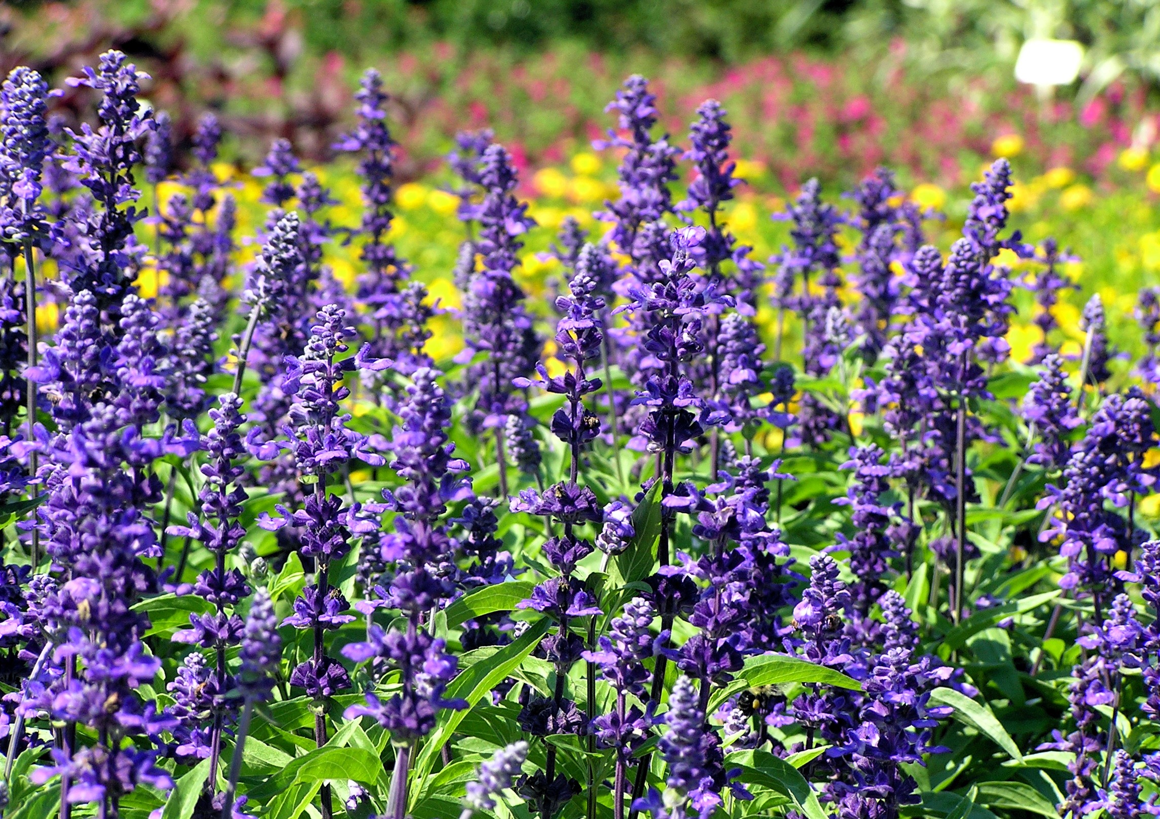 evolution-mealycup-sage- | Hestvagnasetrið.org